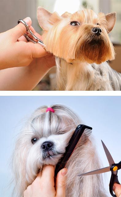 clinica-veterinaria-la-ribera-perros-en-peluqueria